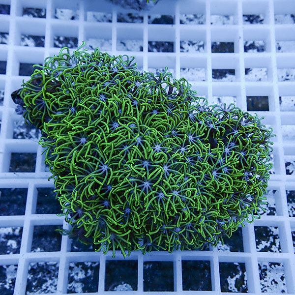 【サンゴ現物18】スターポリプ!15時までのご注文で当日発送 【サンゴ】(t221