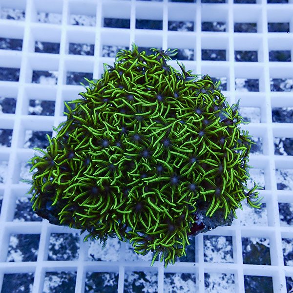 【サンゴ現物19】スターポリプ!15時までのご注文で当日発送 【サンゴ】(t221