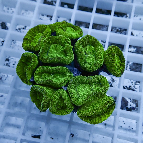 【サンゴ現物18】タバネサンゴ! 15時までのご注文で当日発送 【サンゴ】