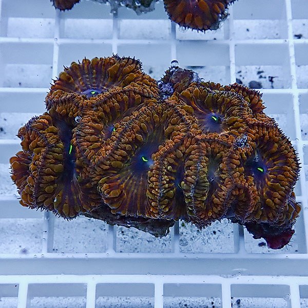 【サンゴ現物5】オオタバサンゴ! 15時までのご注文で当日発送 【サンゴ】(t236