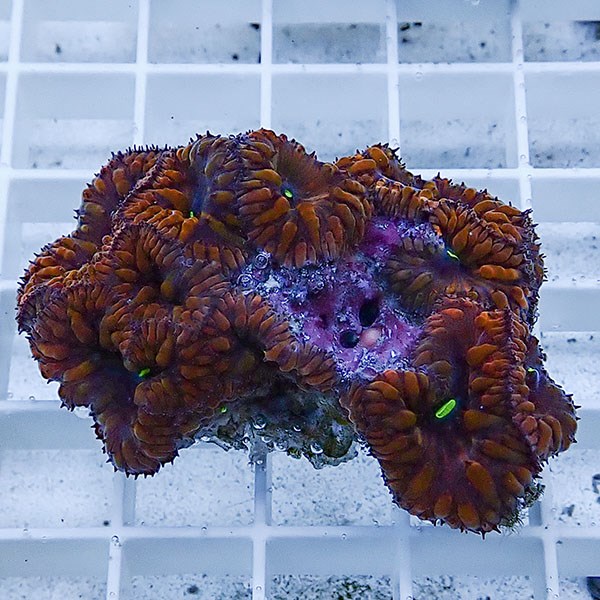 【サンゴ現物6】オオタバサンゴ! 15時までのご注文で当日発送 【サンゴ】(t236