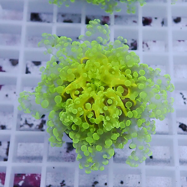 【サンゴ現物40】sale品 ホンタコアシサンゴ !15時までのご注文で当日発送 【サンゴ】(t138