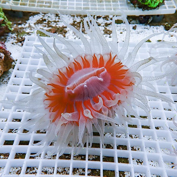 【サンゴ現物1】ウチウラタコアシサンゴ ホワイト ! 15時までのご注文で当日発送 【サンゴ/無脊椎】