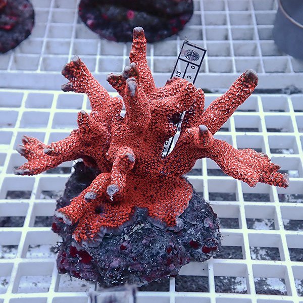 【サンゴ現物20】エダコモンサンゴブリード ! 15時までのご注文で当日発送【ミドリイシ】(t214