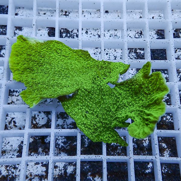 【サンゴ現物1】コモンサンゴ ! 15時までのご注文で当日発送【ミドリイシ】(t214