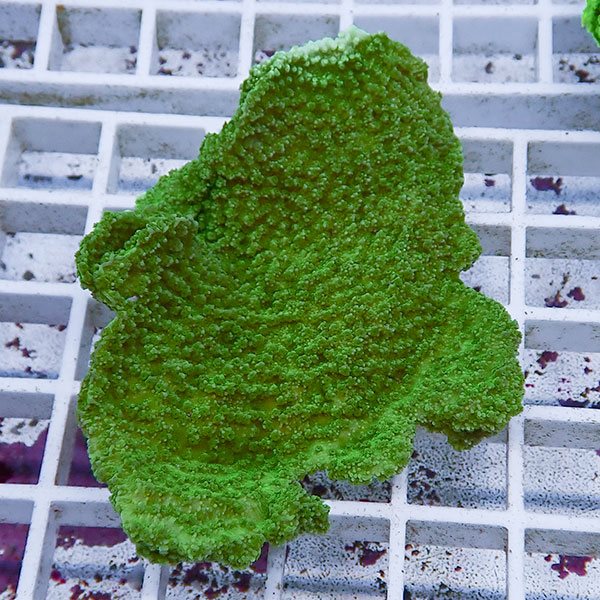 【サンゴ現物2】コモンサンゴ  ! 15時までのご注文で当日発送【ミドリイシ】(t214