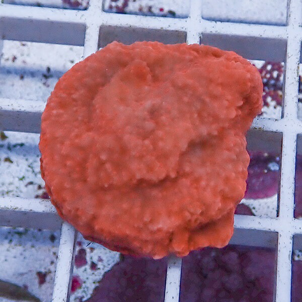 【サンゴ現物3】コモンサンゴフラグ  ! 15時までのご注文で当日発送【ミドリイシ】(t214