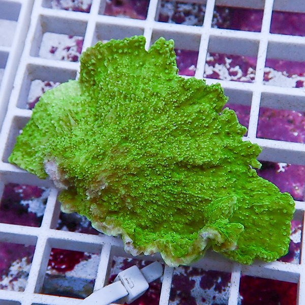 【サンゴ現物4】コモンサンゴ  ! 15時までのご注文で当日発送【ミドリイシ】(t214