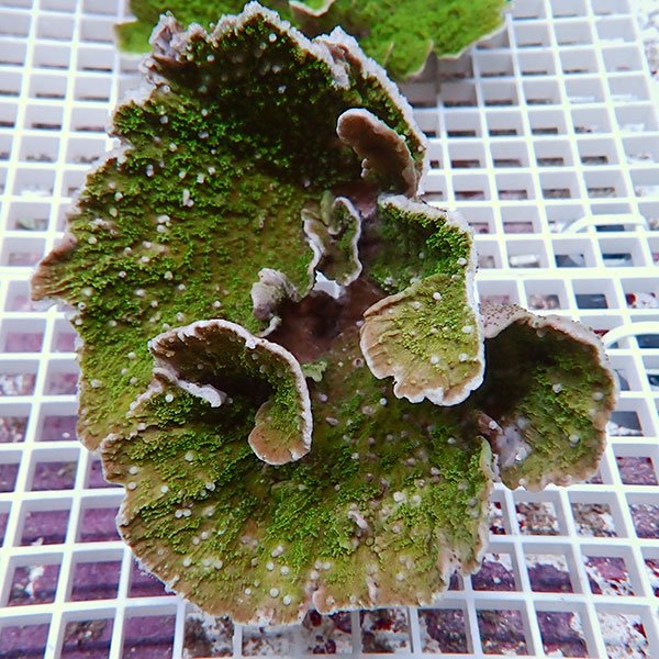 【サンゴ現物25】コモンサンゴ  ! 15時までのご注文で当日発送【ミドリイシ】(t214