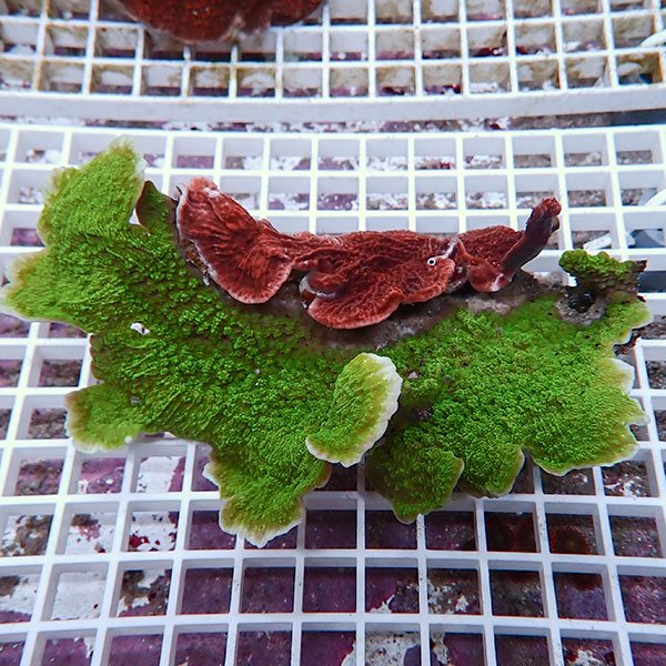 【サンゴ現物26】コモンサンゴ  ! 15時までのご注文で当日発送【ミドリイシ】(t214