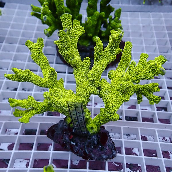 【サンゴ現物27】エダコモンサンゴブリード ! 15時までのご注文で当日発送【ミドリイシ】(t214