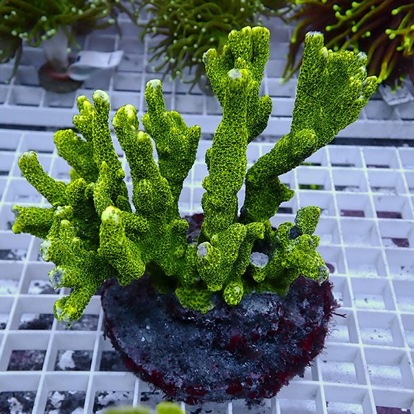 【サンゴ現物28】エダコモンサンゴブリード ! 15時までのご注文で当日発送【ミドリイシ】(t214