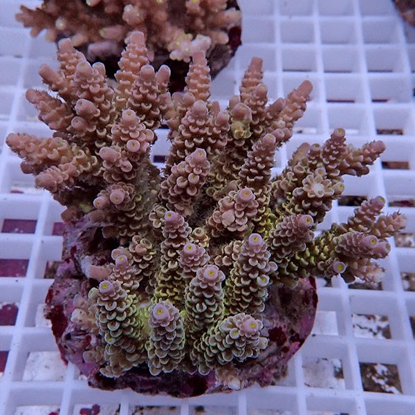 【サンゴ現物157】ブリードミドリイシ !15時までのご注文で当日発送 【ミドリイシ】