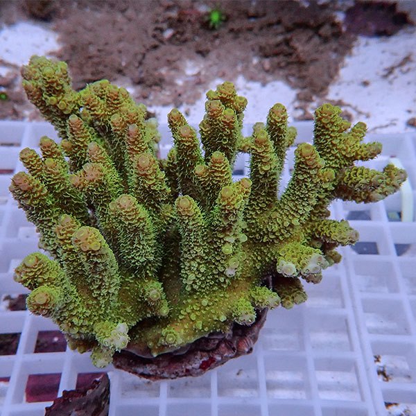 【サンゴ現物160】ブリードミドリイシ !15時までのご注文で当日発送 【ミドリイシ】