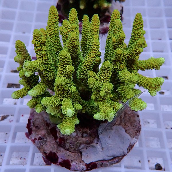 【サンゴ現物161】ブリードミドリイシ !15時までのご注文で当日発送 【ミドリイシ】