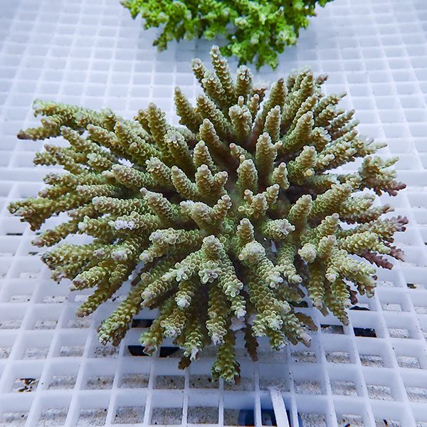 【サンゴ現物100】ブリードミドリイシ ホール!15時までのご注文で当日発送 【ミドリイシ】