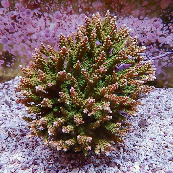 【サンゴ現物101】ブリードミドリイシ ホール!15時までのご注文で当日発送 【ミドリイシ】