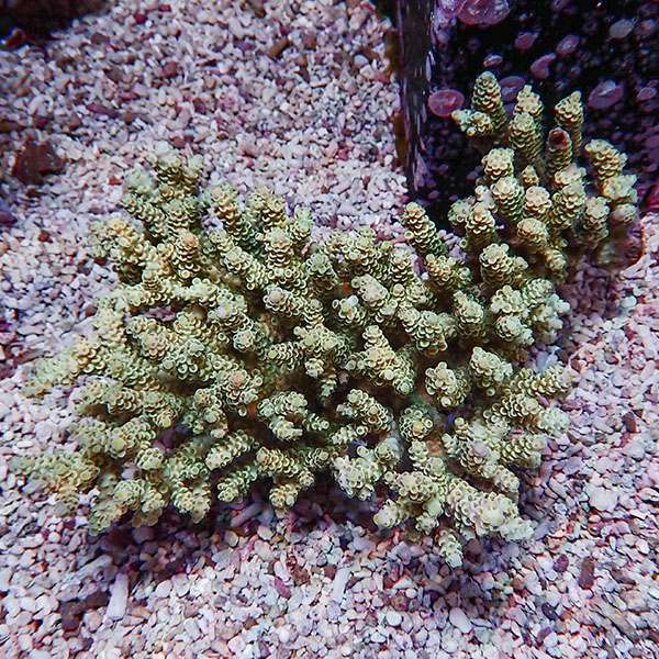 【サンゴ現物102】ブリードミドリイシ ホール!15時までのご注文で当日発送 【ミドリイシ】