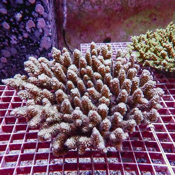 【サンゴ現物103】ブリードミドリイシ ホール!15時までのご注文で当日発送 【ミドリイシ】