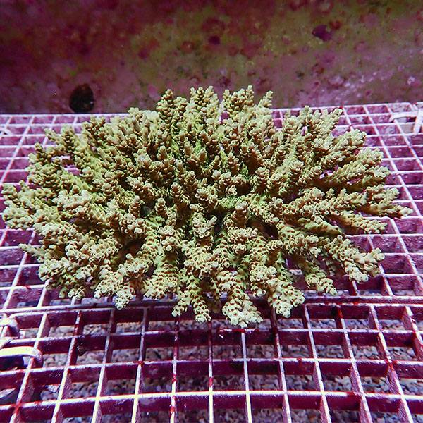 【サンゴ現物104】ブリードミドリイシ ホール!15時までのご注文で当日発送 【ミドリイシ】