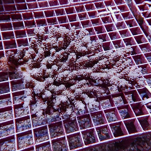 【サンゴ現物105】ブリードミドリイシ ホール!15時までのご注文で当日発送 【ミドリイシ】