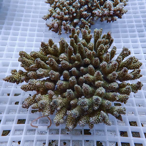 【サンゴ現物106】ブリードミドリイシ ホール !15時までのご注文で当日発送 【ミドリイシ】