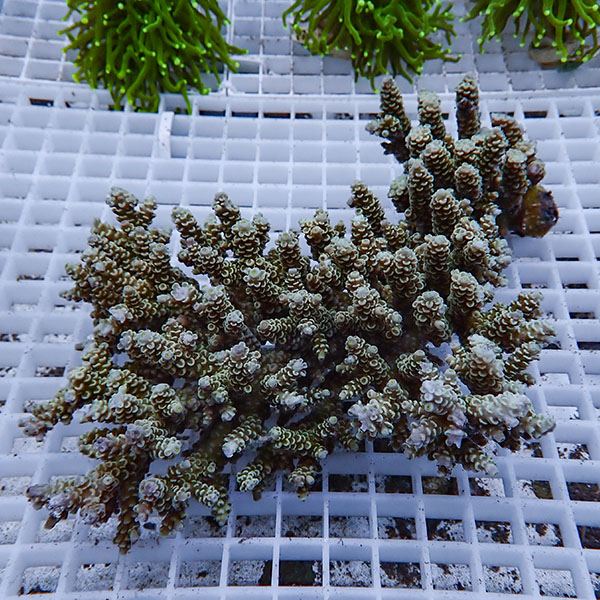 【サンゴ現物107】ブリードミドリイシ ホール!15時までのご注文で当日発送 【ミドリイシ】