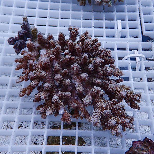 【サンゴ現物108】ブリードミドリイシ 台無し!15時までのご注文で当日発送 【ミドリイシ】