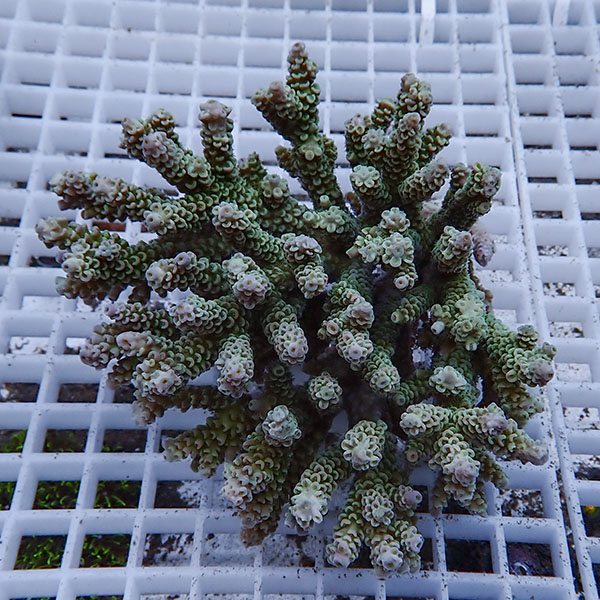 【サンゴ現物109】ブリードミドリイシ 台無し!15時までのご注文で当日発送 【ミドリイシ】