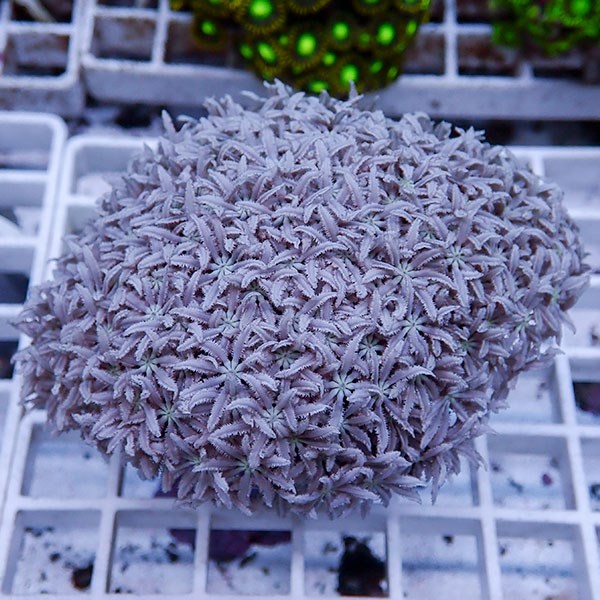 【サンゴ現物4】トンガ産クダサンゴ!15時までのご注文で当日発送(t237