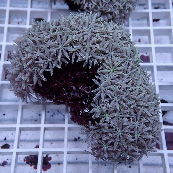 【サンゴ現物5】トンガ産クダサンゴ!15時までのご注文で当日発送(t237