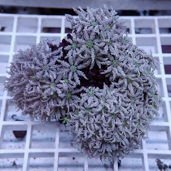 【サンゴ現物6】トンガ産クダサンゴ!15時までのご注文で当日発送(t237