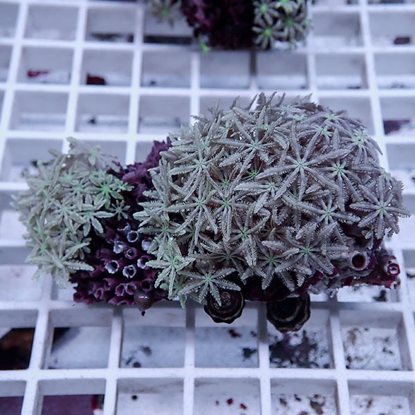 【サンゴ現物7】トンガ産クダサンゴ!15時までのご注文で当日発送(t237