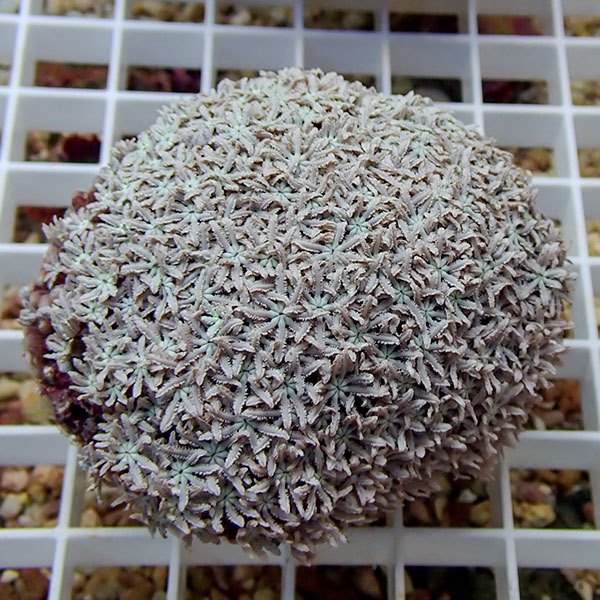 【サンゴ現物9】トンガ産クダサンゴ !15時までのご注文で当日発送(t237