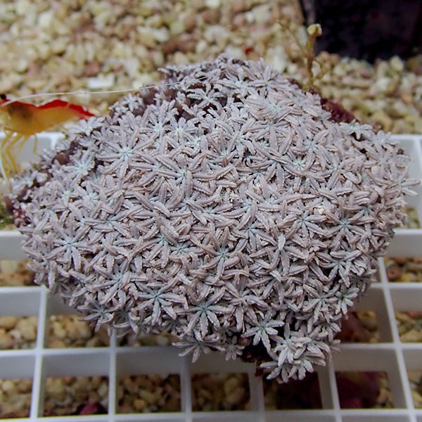 【サンゴ現物10】トンガ産クダサンゴ !15時までのご注文で当日発送(t237