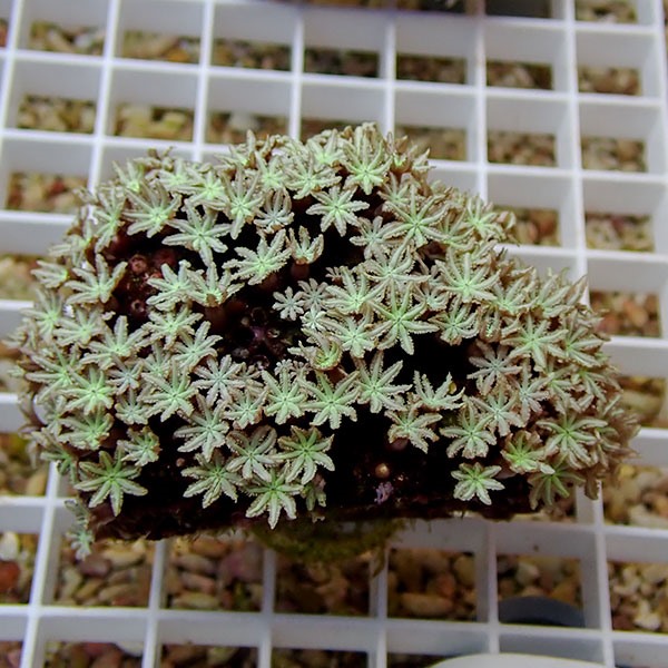 【サンゴ現物11】トンガ産クダサンゴ !15時までのご注文で当日発送(t237