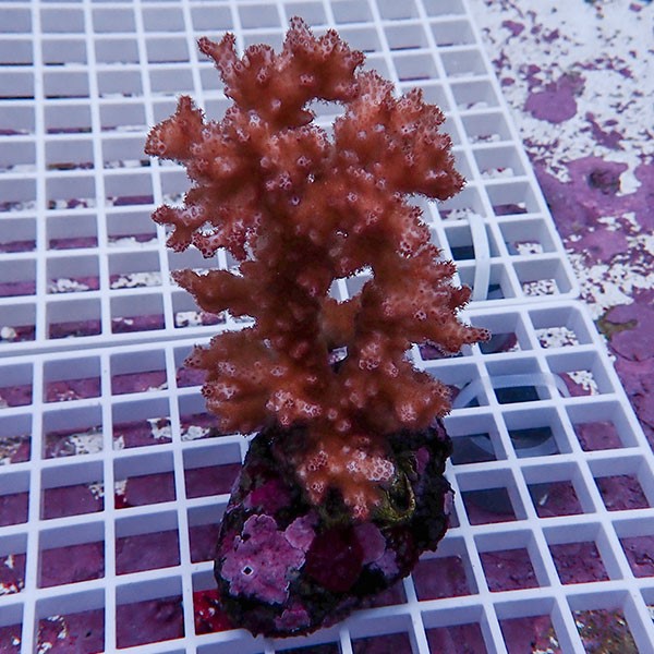 【サンゴ現物1】 ハナヤサイサンゴ ブリード!15時までのご注文で当日発送 【ミドリイシ】(t214