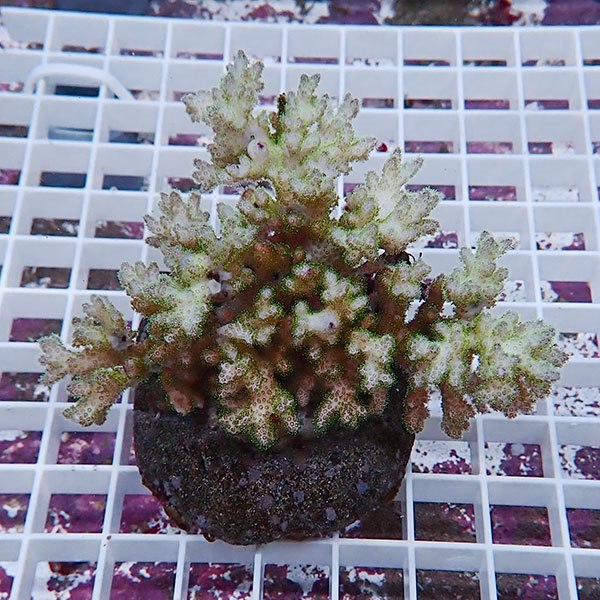 【サンゴ現物3】 ハナヤサイサンゴ ブリード!15時までのご注文で当日発送 【ミドリイシ】(t214