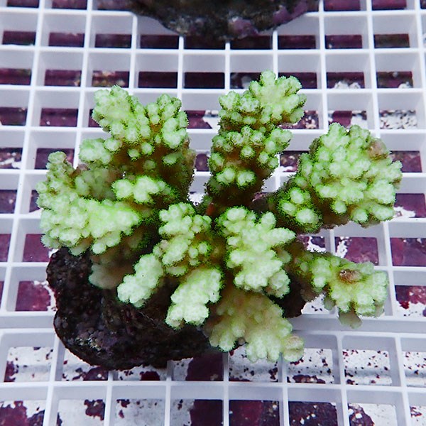 【サンゴ現物4】 ハナヤサイサンゴ ブリード!15時までのご注文で当日発送 【ミドリイシ】(t214