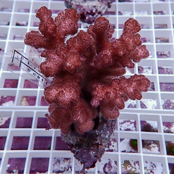 【サンゴ現物13】 ハナヤサイサンゴ ブリード!15時までのご注文で当日発送 【ミドリイシ】(t214