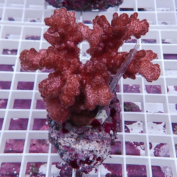 【サンゴ現物14】 ハナヤサイサンゴ ブリード!15時までのご注文で当日発送 【ミドリイシ】(t214