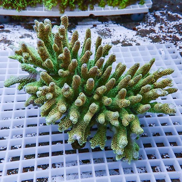 【サンゴ現物104】ブリードミドリイシ ホール!15時までのご注文で当日発送 【ミドリイシ】