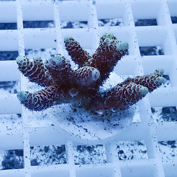 【サンゴ現物20】ミドリイシ フラグ !15時までのご注文で当日発送 【ミドリイシ】