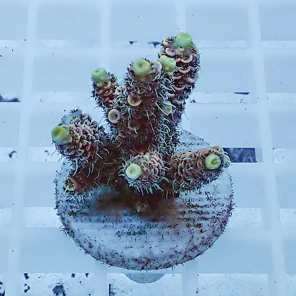 【サンゴ現物101】ミドリイシ フラグ !15時までのご注文で当日発送 【ミドリイシ】