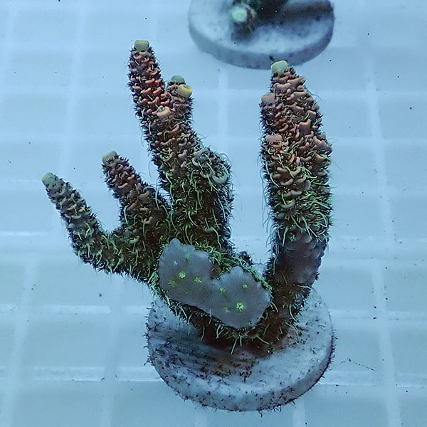 【サンゴ現物102】ミドリイシ フラグ !15時までのご注文で当日発送 【ミドリイシ】