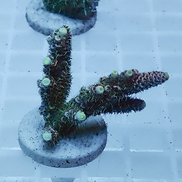 【サンゴ現物103】ミドリイシ フラグ !15時までのご注文で当日発送 【ミドリイシ】