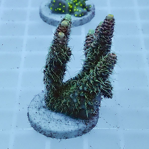 【サンゴ現物104】ミドリイシ フラグ !15時までのご注文で当日発送 【ミドリイシ】