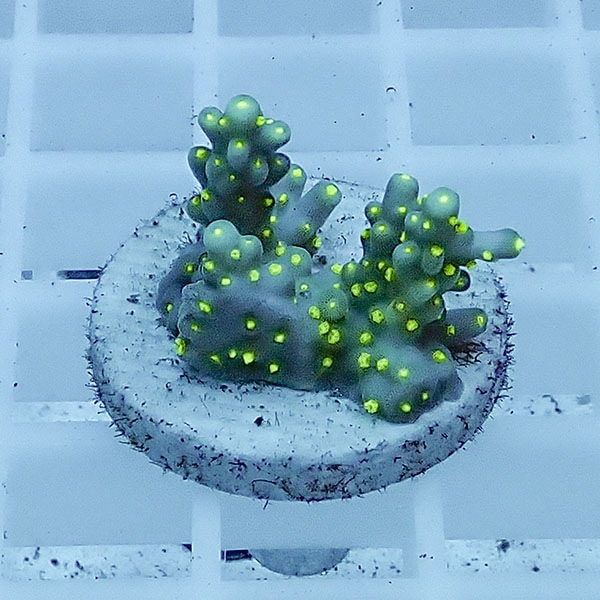 【サンゴ現物105】ミドリイシ フラグ !15時までのご注文で当日発送 【ミドリイシ】