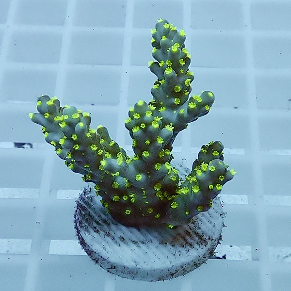 【サンゴ現物106】ミドリイシ フラグ !15時までのご注文で当日発送 【ミドリイシ】