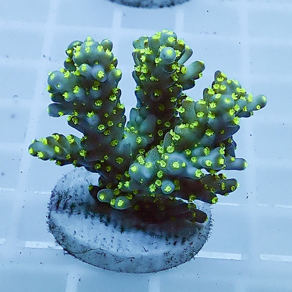 【サンゴ現物107】ミドリイシ フラグ !15時までのご注文で当日発送 【ミドリイシ】